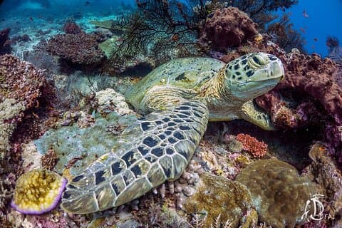Kota Kinabalu Leisure Scuba Diving Trip (3 duiken)