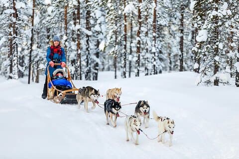 Viagem diurna para animais do Ártico com Husky Farm, Reindeer Farm e Wildlife Park Visit