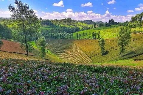 Visita a la granja de té púrpura