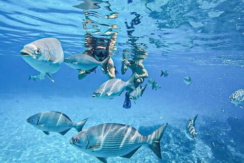 Cozumel El Cielo och 2 rev Snorkla med rund transport