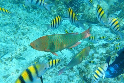 Isla Mujeres Basic Tour en catamaran avec tuba et open bar