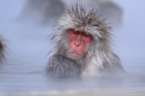 Nagano Snow Monkey 1-dagstur med oksekød Sukiyaki-frokost fra Tokyo