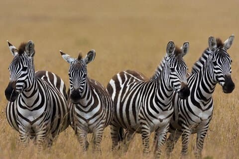 Masai Mara Game Drive