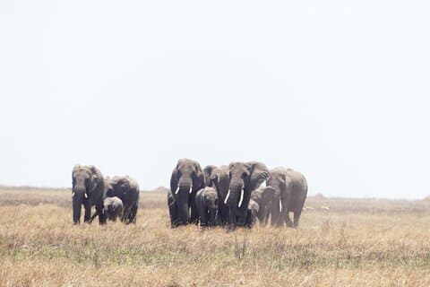 6-dagers Ndutu Migration Kalving sesong Safari