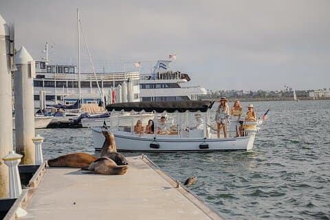 Cruzeiro privado de E-boat: Wine, Charcuterie and Sea Lion Spotting