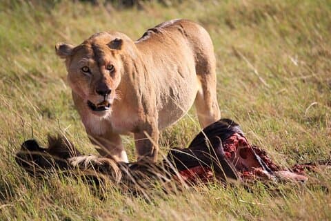 3 Days Tsavo East & Amboseli (2 Nights)