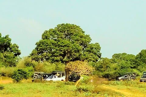 Safari nella foresta pluviale di Sinharaja e Udawalawe - 2 giorni, tutto compreso