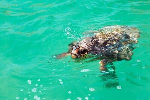 Eco Tour na Biosfera de Sian Kaan! Transporte de ida e volta de Cancun