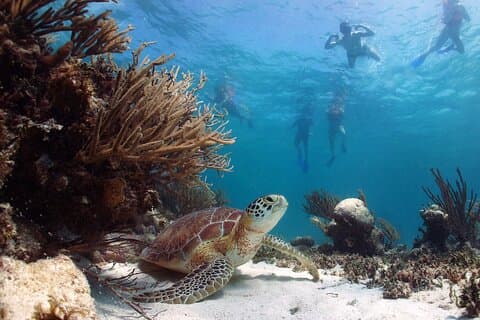 Reserva ecológica Sian Kaan Biosphere! Hotéis em Playa del Carmen & Cancún