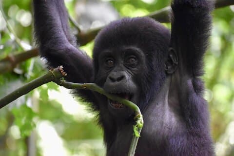 10 dager Uganda Safari med gorillaer