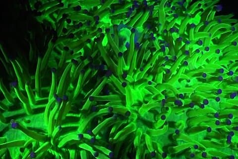 Buceo fluorescente con lámparas ultravioleta