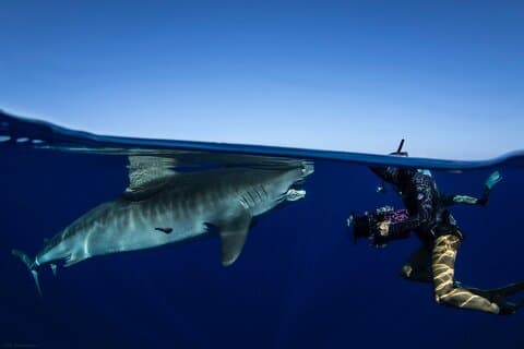 Open Water Shark Dive
