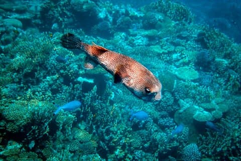 Semisubmarino Sea Scope - Marsa Alam
