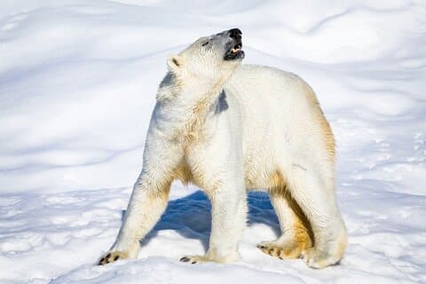 Tur til Ranua Wildlife Park