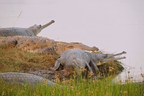 Ranthambore Crocodile Safari - Village Walk | Hi-Tea | Boat Ride | Open Jeeps