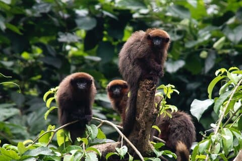 Tour ao Parque Nacional de Manu 4 Dias de Vida Selvagem e Aventura da Natureza