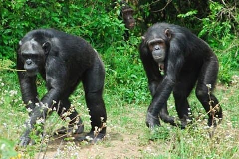 Ol Pejeta Conservancy & Chimpanzee Sanctuary full day tour