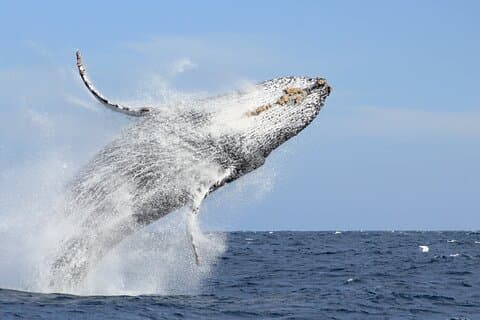 Los Cabos Whale Watching: Transport og bilder inkludert