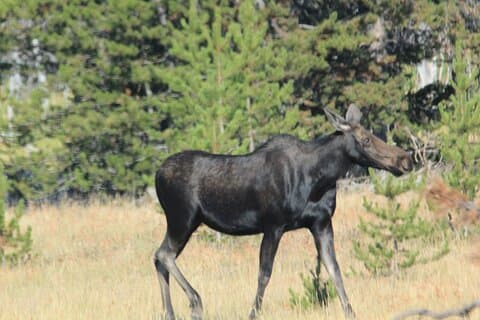 Privat tur i Grand Teton nasjonalpark og Yellowstone Lower Loop