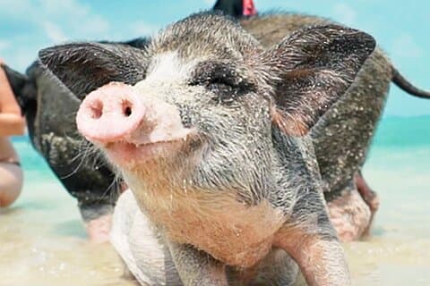 kohsamui.tours - Tour ecologico di snorkeling a Pig Island in motoscafo
