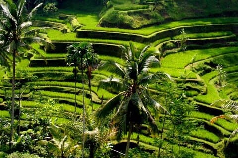 Excursion touristique d'une journée à Bali dans un village traditionnel