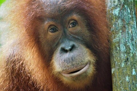 2-Day Jungle Trekking & Rafting in North Sumatra