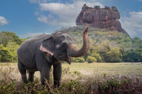 Privédagtour Sigiriya & Dambulla-grottempel met toegangsprijs en lunch