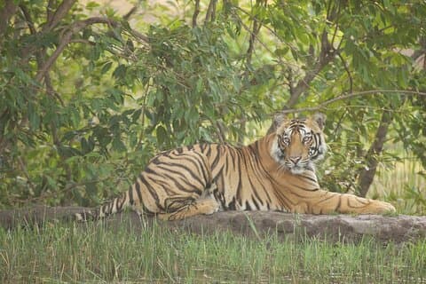 Bardia National Park-pakke med Tiger Tops Karnali lodge