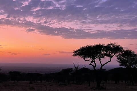 Big-Five-Traum-Safari