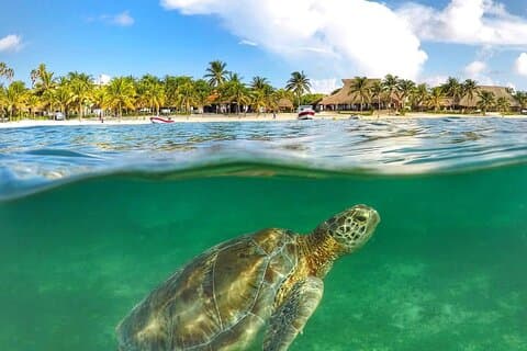 Turtles & Tulum Ruins! With Cenote from Tulum City