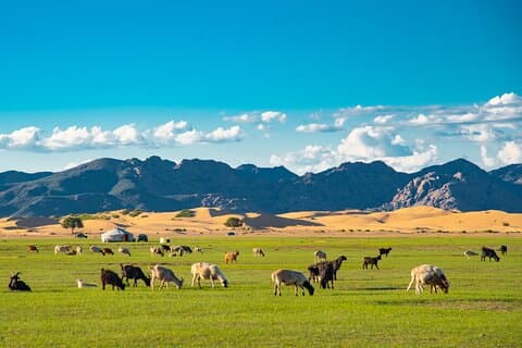 Essence of Mongolia 4 dager