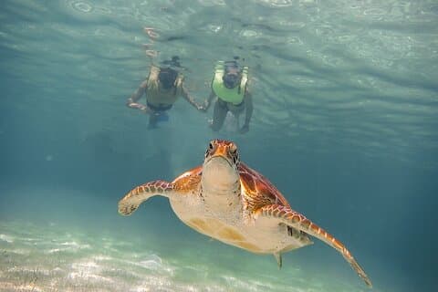 Tour de snorkel con tortugas y cenotes desde la Riviera Maya