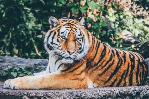 Desde Delhi: Tour de safari por la fauna de Ranthambore con hotel opcional