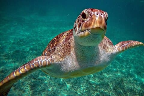 Heldags guidad snorklingstur till Akumal från Cancun