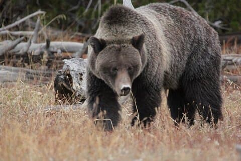 Halbtägige private atemberaubende Tour im Grand Teton National Park