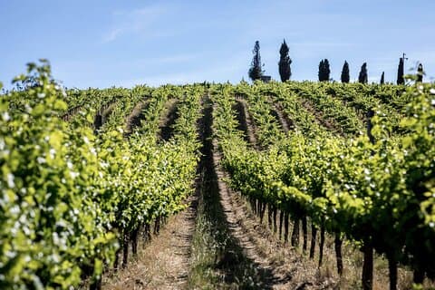 From Lisbon: Palmela-Setúbal Wine Tasting Tour (40kms of Lisbon)