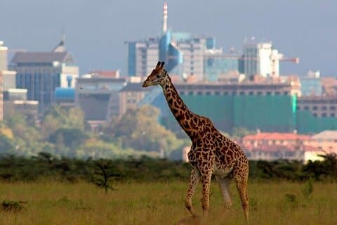 Geteilte Gruppentour durch den Nairobi-Nationalpark