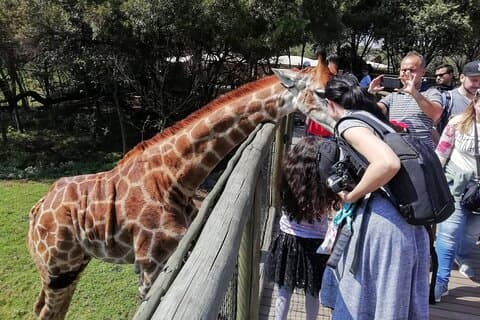 Half-Day Lion and Safari Park Tour