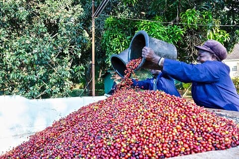 Tour della fattoria del caffè Fairview Estate con ritiro
