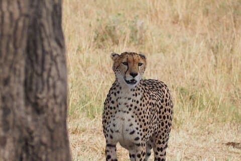 6 Days Maasai Mara, L.Nakuru og L. Naivasha Safari.
