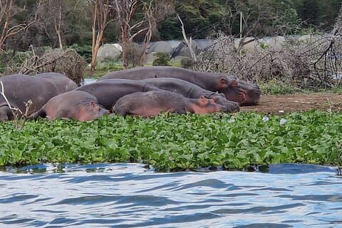 Day Tour To Hell's Gate National Park and Optional Boat Ride on Lake Naivasha.