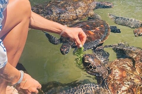 Isla Mnemba, pueblo Nungwi y experiencia con tortugas marinas