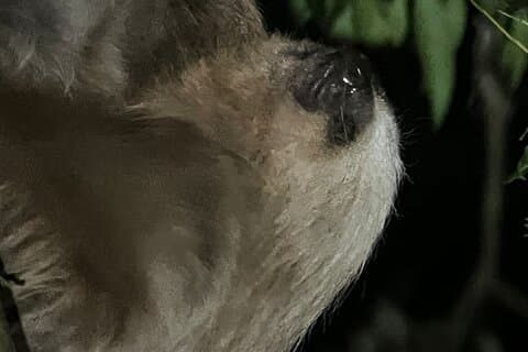Nachtwanderung Monteverde
