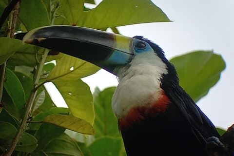 3-Días Tour al Parque Nacional de Manu desde Cusco