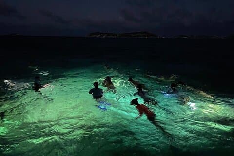 Turtle Town After Dark : Snorkel Con Luces & estrellas