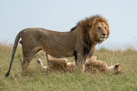 Safari privado guiado de 6 días en Ngorongoro y Serengeti