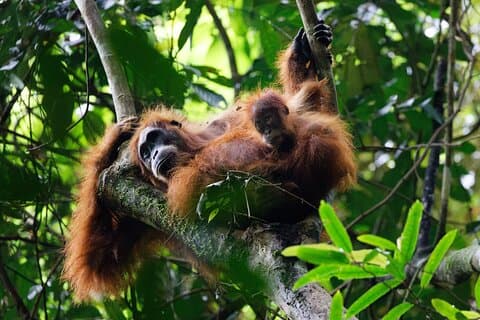 6 Days Bukit Lawang - Berastagi Tour (2D1N Jungle Treking + Sunrise Hiking)