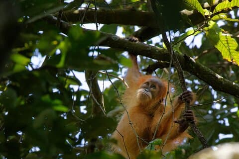 4 dagars Bukit Lawang Tour inkluderar 2 dagar 1 natts djungelvandring