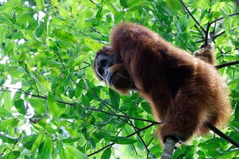 7 Days 6 Nights North Sumatra Tour (Bukit Lawang-Berastagi-Lake Toba)