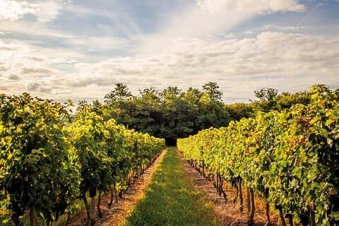 Médoc Region Half-Day Wine Tour with Winery Visit & Tastings from Bordeaux